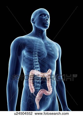 Illustration of a man's colon. View Large Photo Image Stock Image - Illustration of a man's colon.. Fotosearch