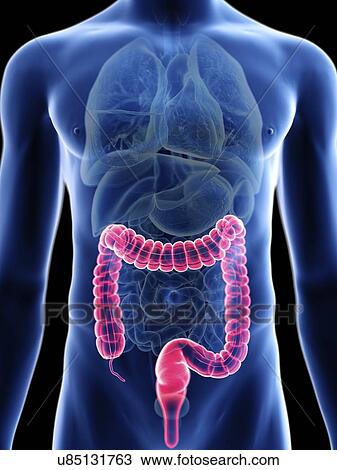 Stock Image - Illustration of a man's colon.. Fotosearch