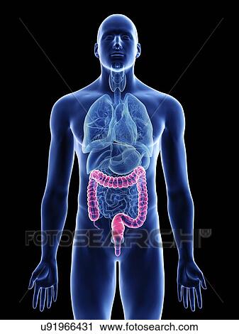 Illustration of a man's colon. View Large Photo Image Stock Image - Illustration of a man's colon.. Fotosearch