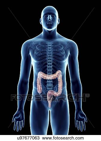 Illustration of a man's colon. View Large Photo Image Stock Image - Illustration of a man's colon.. Fotosearch