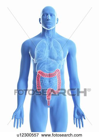 Stock Photo - Illustration of a man's colon.. Fotosearch