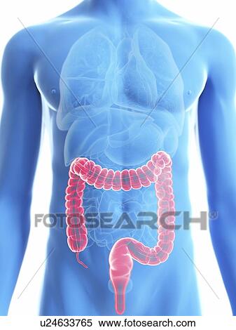 Illustration of a man's colon. View Large Photo Image Stock Photography - Illustration of a man's colon.. Fotosearch