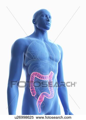 Stock Photography - Illustration of a man's colon.. Fotosearch