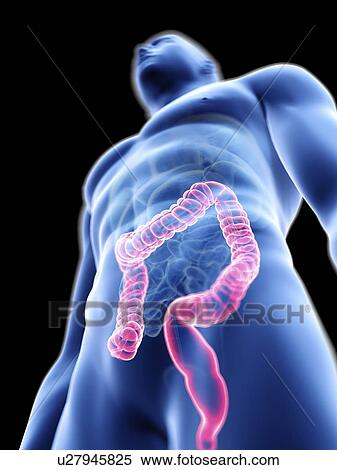 Stock Photography - Illustration of a man's colon.. Fotosearch
