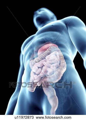 Illustration of a man's digestive system. View Large Photo Image Stock Image - Illustration of a man's digestive system.. Fotosearch