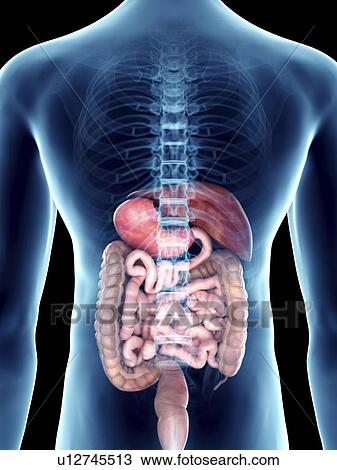Stock Image - Illustration of a man's digestive system.. Fotosearch