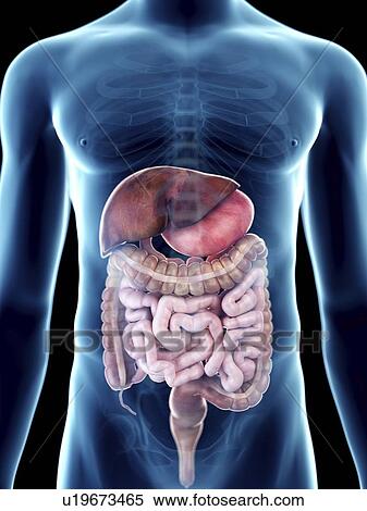 Stock Photography - Illustration of a man's digestive system.. Fotosearch