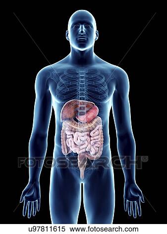 Illustration of a man's digestive system. View Large Photo Image Stock Photography - Illustration of a man's digestive system.. Fotosearch