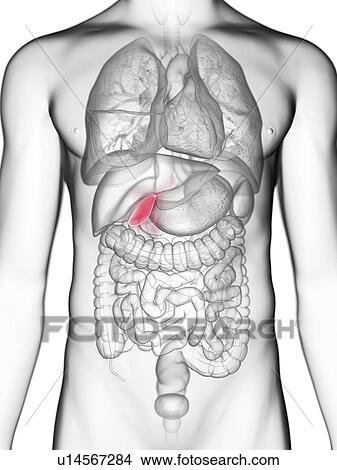 Picture - Illustration of a man's gallbladder.. Fotosearch