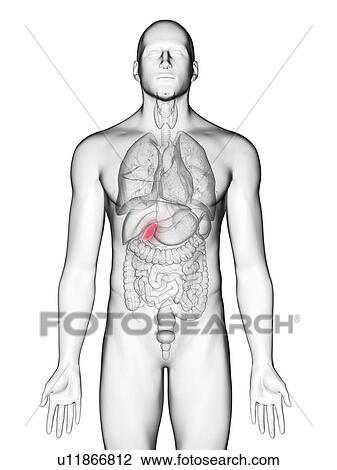 Stock Image - Illustration of a man's gallbladder.. Fotosearch