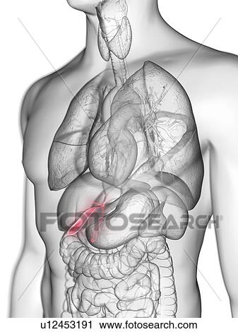 Stock Image - Illustration of a man's gallbladder.. Fotosearch