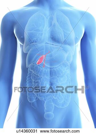 Illustration of a man's gallbladder. View Large Photo Image Stock Image - Illustration of a man's gallbladder.. Fotosearch