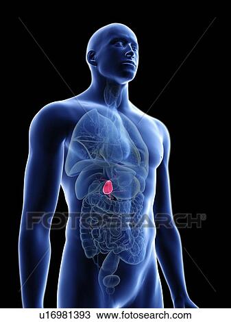 Stock Image - Illustration of a man's gallbladder.. Fotosearch