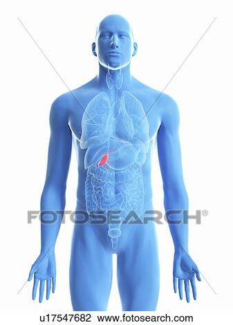 Stock Image - Illustration of a man's gallbladder.. Fotosearch