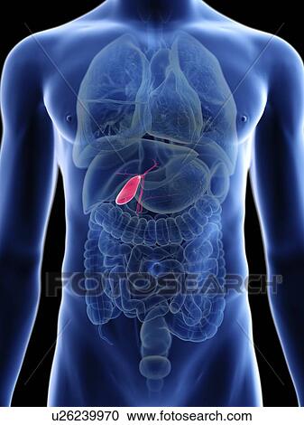 Stock Image - Illustration of a man's gallbladder.. Fotosearch
