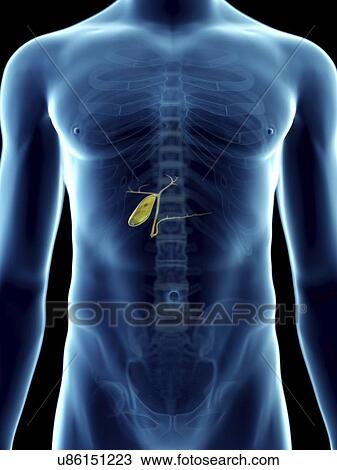 Illustration of a man's gallbladder. View Large Photo Image Stock Image - Illustration of a man's gallbladder.. Fotosearch