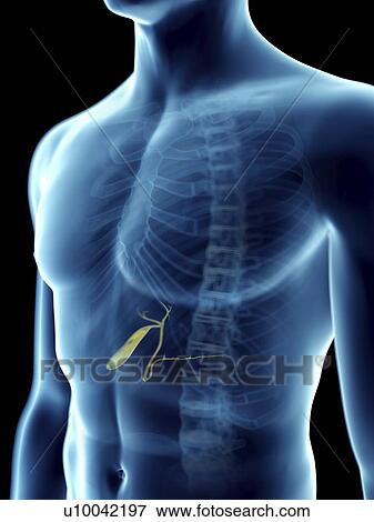 Illustration of a man's gallbladder. View Large Photo Image Stock Photo - Illustration of a man's gallbladder.. Fotosearch