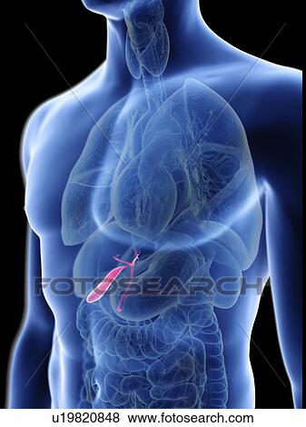 Stock Photo - Illustration of a man's gallbladder.. Fotosearch