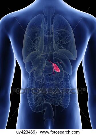 Illustration of a man's gallbladder. View Large Photo Image Stock Photo - Illustration of a man's gallbladder.. Fotosearch