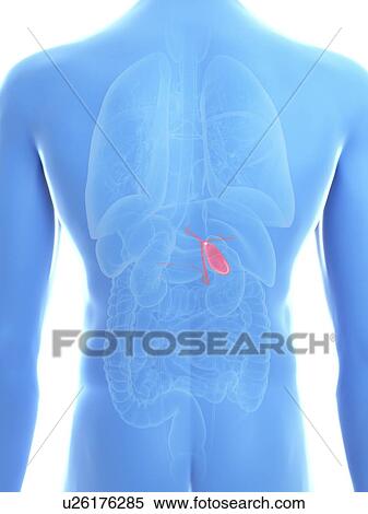 Stock Photography - Illustration of a man's gallbladder.. Fotosearch
