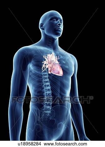 Picture - Illustration of a man's heart.. Fotosearch