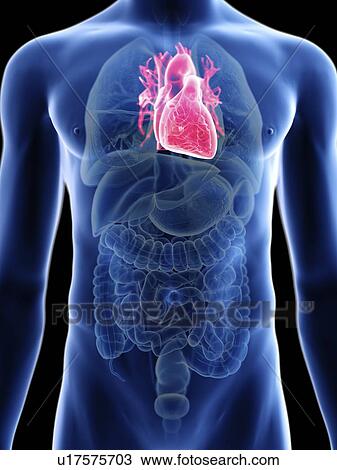 Stock Image - Illustration of a man's heart.. Fotosearch