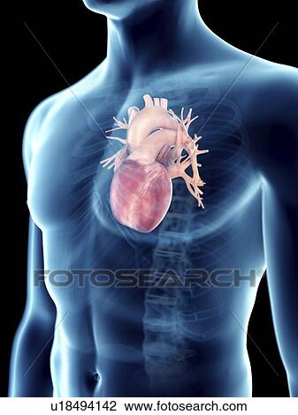 Stock Image - Illustration of a man's heart.. Fotosearch