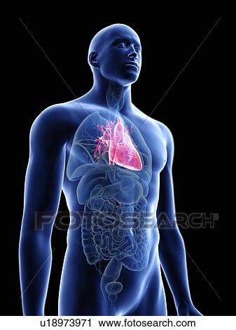 Illustration of a man's heart. View Large Photo Image Stock Image - Illustration of a man's heart.. Fotosearch