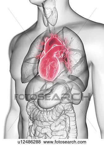 Illustration of a man's heart. View Large Photo Image Stock Photo - Illustration of a man's heart.. Fotosearch