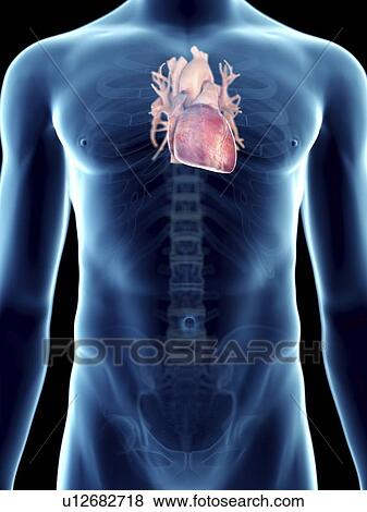 Illustration of a man's heart. View Large Photo Image Stock Photo - Illustration of a man's heart.. Fotosearch