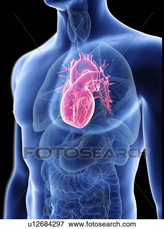 Illustration of a man's heart. View Large Photo Image Stock Photo - Illustration of a man's heart.. Fotosearch