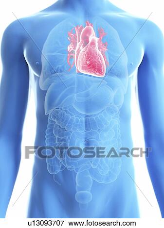 Stock Photo - Illustration of a man's heart.. Fotosearch