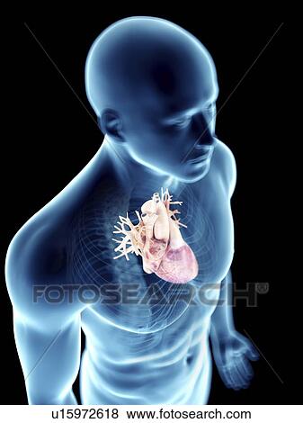 Stock Photo - Illustration of a man's heart.. Fotosearch