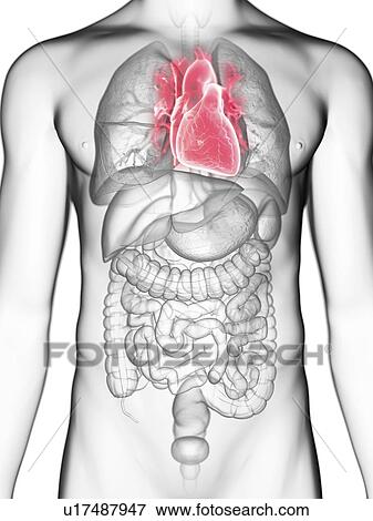 Illustration of a man's heart. View Large Photo Image Stock Photo - Illustration of a man's heart.. Fotosearch
