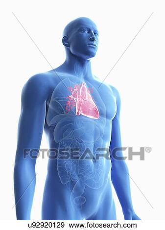 Stock Photo - Illustration of a man's heart.. Fotosearch