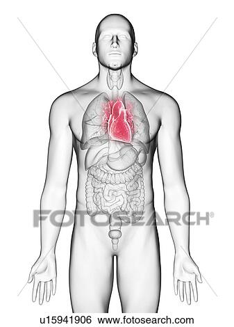 Illustration of a man's heart. View Large Photo Image Stock Photograph - Illustration of a man's heart.. Fotosearch