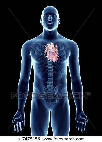 Stock Photograph - Illustration of a man's heart.. Fotosearch