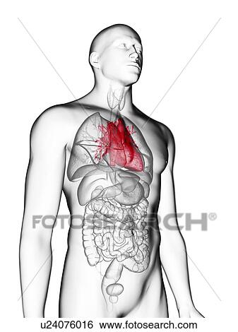 Stock Photograph - Illustration of a man's heart.. Fotosearch