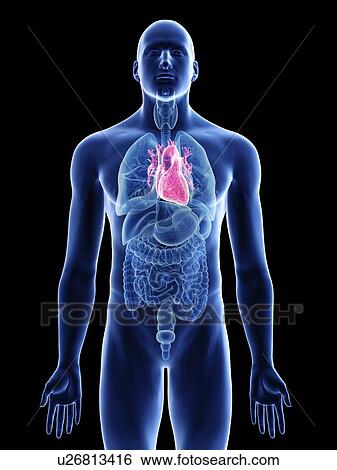 Stock Photograph - Illustration of a man's heart.. Fotosearch