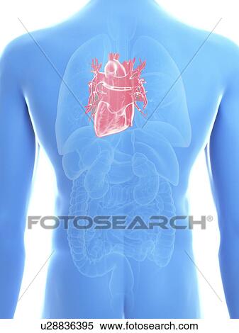 Stock Photography - Illustration of a man's heart.. Fotosearch