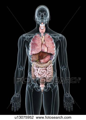 Illustration of a man's internal organs. View Large Photo Image Stock Image - Illustration of a man's internal organs.. Fotosearch