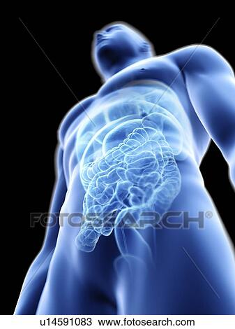 Stock Image - Illustration of a man's internal organs.. Fotosearch