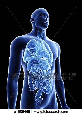 Illustration of a man's internal organs. View Large Photo Image Stock Image - Illustration of a man's internal organs.. Fotosearch