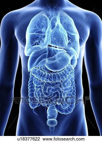 Illustration of a man's internal organs. View Large Photo Image Stock Image - Illustration of a man's internal organs.. Fotosearch