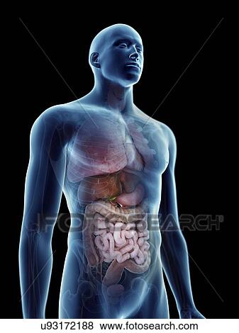 Stock Photo - Illustration of a man's internal organs.. Fotosearch