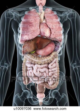 Stock Photograph - Illustration of a man's internal organs.. Fotosearch