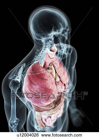 Stock Photograph - Illustration of a man's internal organs.. Fotosearch