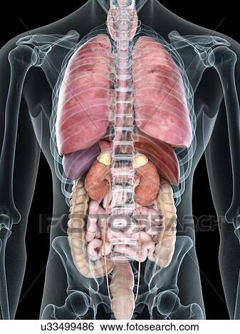 Stock Photograph - Illustration of a man's internal organs.. Fotosearch