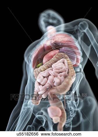 Stock Photograph - Illustration of a man's internal organs.. Fotosearch