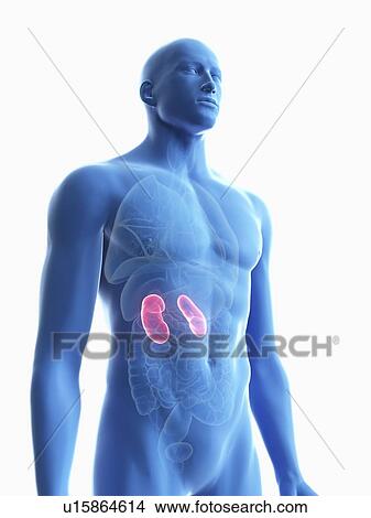 Picture - Illustration of a man's kidney.. Fotosearch